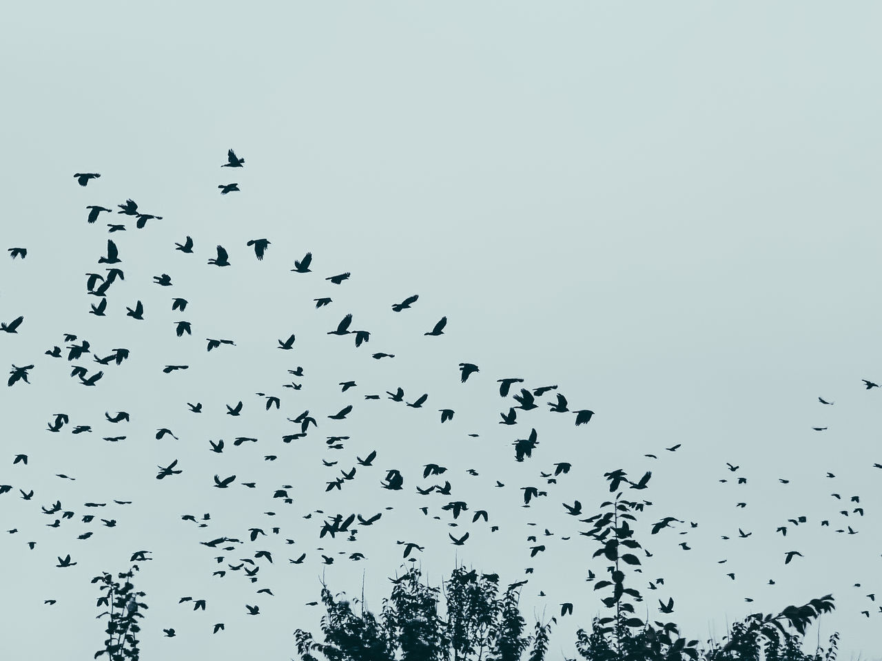 large group of animals, flock, wildlife, animal wildlife, animal themes, animal, flock of birds, group of animals, bird, flying, bird migration, animal migration, sky, line, no people, nature, silhouette, mid-air, low angle view, motion, beauty in nature, black and white, branch, outdoors, tree, day, togetherness