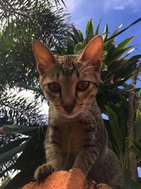 Close-up portrait of a cat