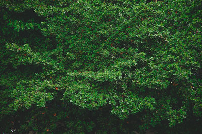 High angle view of trees in forest