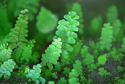 High angle view of plant growing on field
