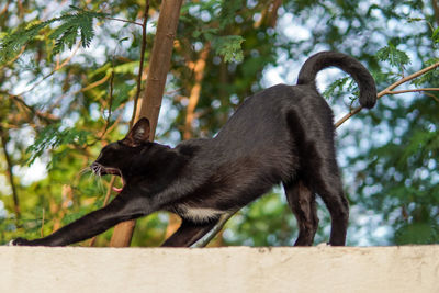 The cat is twisting, lazy and yawning on the fence.