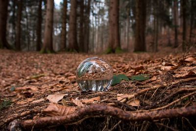 Surface level view of crystal ball and trees in forest
