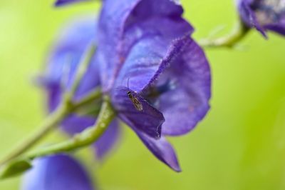 Close-up of insect on purple flower