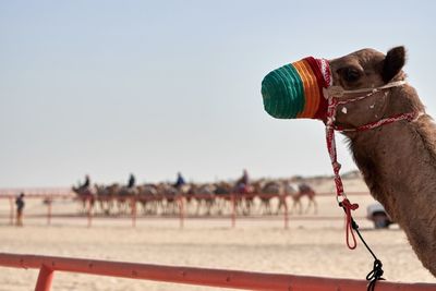 Camel train