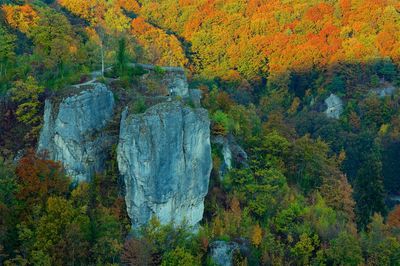 Trees in forest during autumn