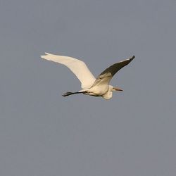 Low angle view of bird flying against clear sky