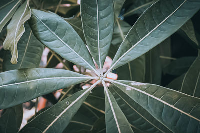 High angle view of leaf on plant