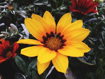 Close-up of yellow flowers blooming outdoors