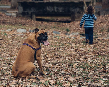 Portrait of dog on field with girl walking in background