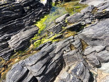 Full frame shot of rock on tree trunk