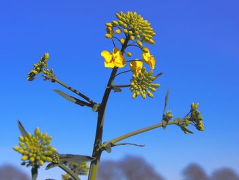 Low angle view of yellow flowers against clear blue sky