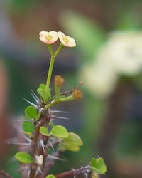 Close-up of flowering plant
