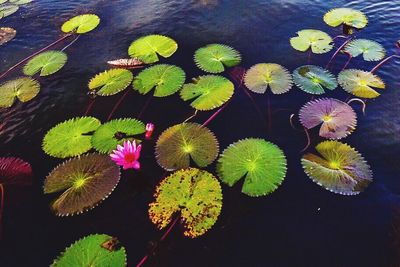 High angle view of leaves floating on water