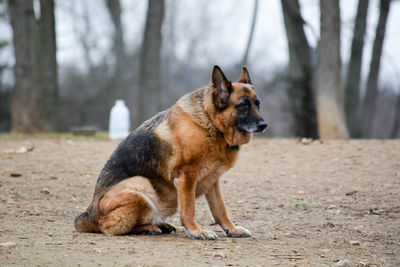 Dog on ground