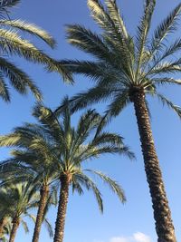 Low angle view of palm tree against blue sky