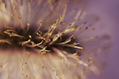 Close-up of purple flowering plant