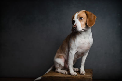 Beagle sitting on table against black background