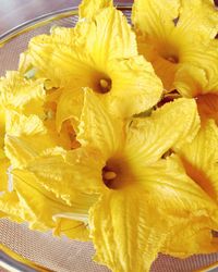 High angle view of yellow flowering plant