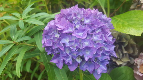 Close-up of purple hydrangea blooming outdoors