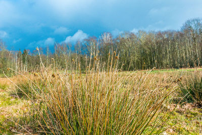 Plants growing on land against sky