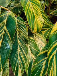 leaf