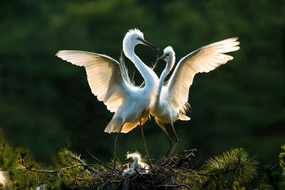 Close-up of great egret family in nest