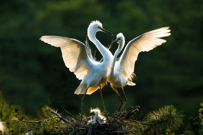 Close-up of white bird against blurred background