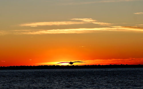 Silhouette birds on sea against orange sky