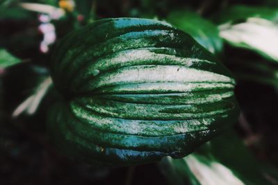 High angle view of leaf