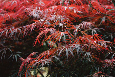 Close-up of autumn leaves