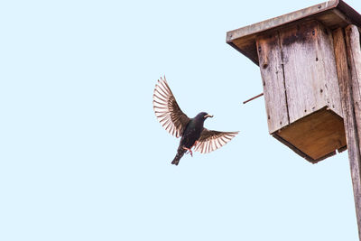 Low angle view of bird flying against clear sky