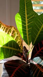 Close-up of green leaves