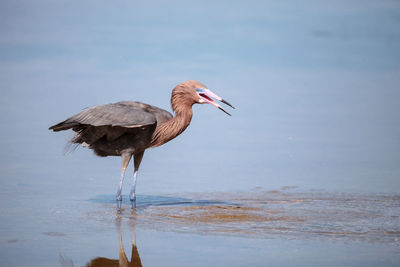 Side view of a bird on beach