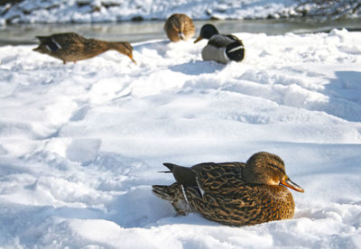 Mallard duck on snow