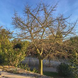 Bare trees against sky