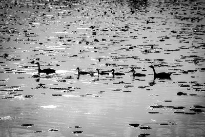 Flock of birds swimming in lake