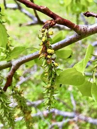 Close-up of insect on branch