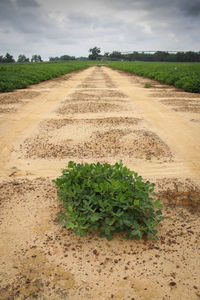 Road passing through field