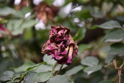 Close-up of wilted rose