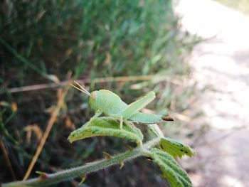 Close-up of insect on leaf