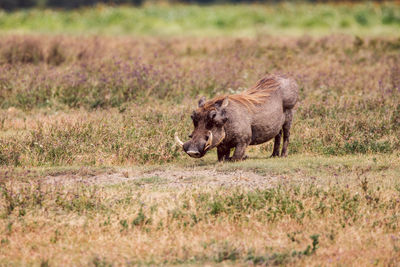 Warthog on a field