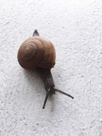 Close-up of snail