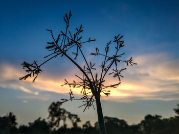 Low angle view of silhouette tree against sky at sunset