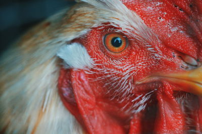 Close-up of a bird