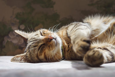 Close-up of cat sleeping on sofa