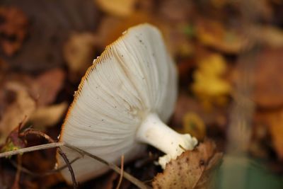 Close-up of mushroom