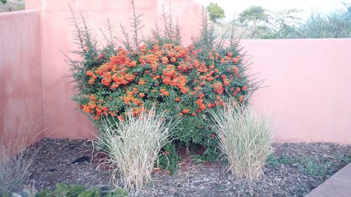 Flowers growing on tree