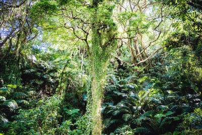 Trees in forest