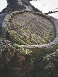 Close-up of tree stump