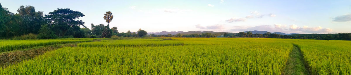 Scenic view of agricultural field against sky